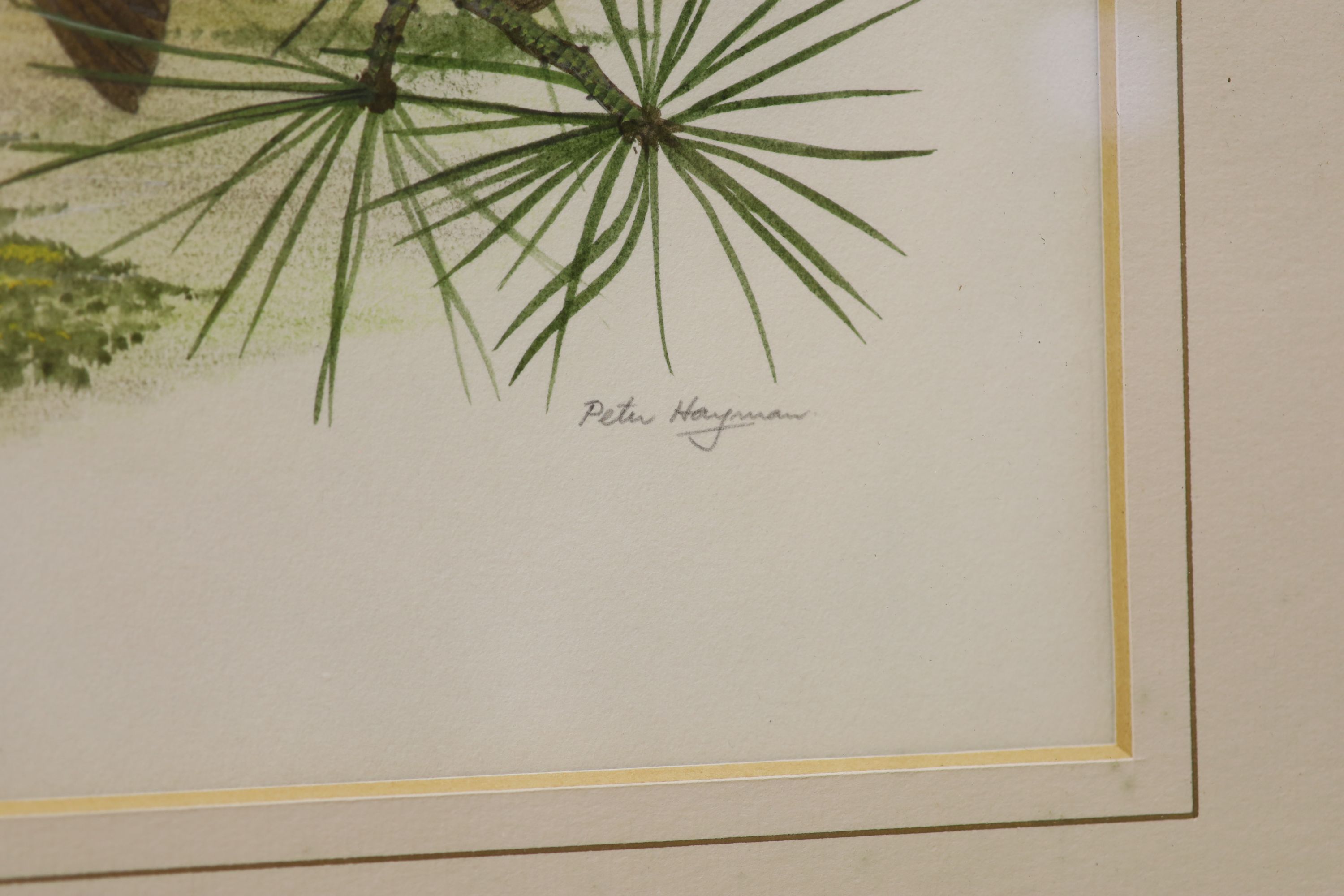 Peter Hayman (1930-), watercolour, Crossbill on a pine branch, signed, 23 x 30cm